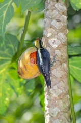 Hoffman's Woodpecker,