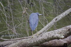 Little-blue Heron