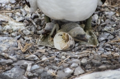 Nazca Booby and Hatchling