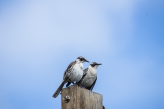 Galápagos mockingbird