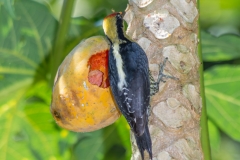 Hoffman's Woodpecker,