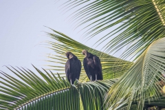 Black vultures,
