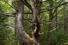 Pine Forest , New Elm , Nova Scotia