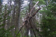Pine Forest , New Elm , Nova Scotia