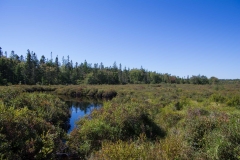Chebogue Meadows Wildlife Forest, Yarmouth, N. S.