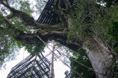 Canopy Tower - Napo River, Ecuador