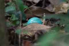 Unidentified Egg