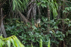 Central American Squirrel Monkey - Napo River, Ecuador