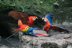 Scarlet macaw - Napo River, Ecuador