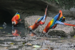 Scarlet Macaw - Napo River, Ecuador