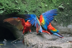 Scarlet Macaw - Napo River, Ecuador