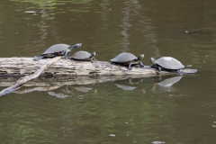 Turtles sunning - Sani Lodge - Ecuador