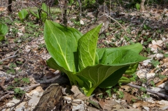 Skunck Cabbage, Backus Woods, Ontario