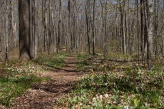 Backus Woods, May 07, 2007
