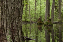 Backus Woods, May 16, 2009
