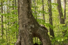 Backus Woods, May 19, 2014