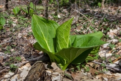 Skunck Cabbage, Backus Woods, Ontario