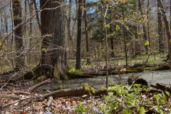Backus Woods, May 07, 2007