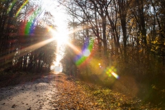 Backus Woods, Nov. 05, 2016