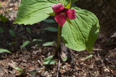 Backus Woods, May 07, 2007