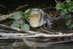 Crocodile - Monkey River, Belize
