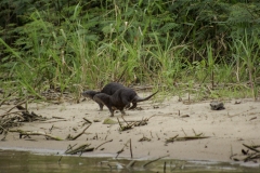 Otters - Monkey River, Belize
