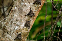 Bats - Monkey River, Belize