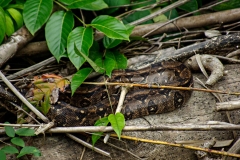 Snake - Monkey River , Belize
