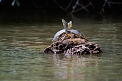 Turtle - Monkey River , Belize