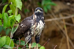 Osprey - Monkey River , Belize