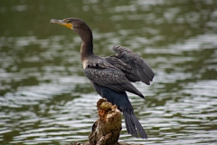 Double-crested Commorant - Monkey River , Belize