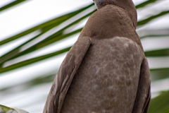Brown Booby - Belize