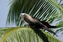 Magnificent Frigatebird - Belize