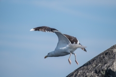 Birds at Rocksway Island, Molega Lake, NS, Great Black-backed Gull