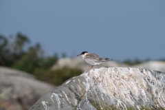 Rocksway Island, Molega Lake, NS, Common Tern