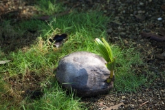 Coconut Sprouting