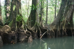Rio Escinas - Mangrove Forest, Costa Rica