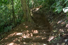Saladero Rainforest Trail, Piedras Blancas National Park, Costa Rica