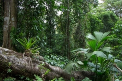 Saladero Rainforest Trail, Piedras Blancas National Park, Costa Rica