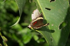 Anartia fatima butterfly, Costa Rica