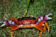 Jack-o-lantern Crab, Costa Rica