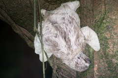 Three-toed Sloth, Costa Rica