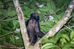 Howler Monkey, Costa Rica