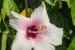Hibiscus Flower, Costa Rica
