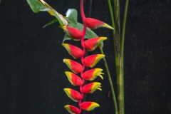 Heliconia flowers, Costa Rica