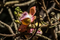 Cannonball Tree Flower, Costa Rica Casa Orquedia Botanical Gardens