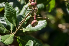 Cashew nut, Costa Rica Casa Orquedia Botanical Gardens