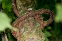Vine tied itself around tree, Cosat Rica