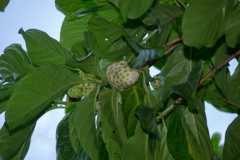 Guanabana Fruit, Costa Rica