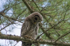 Bard Owl,
